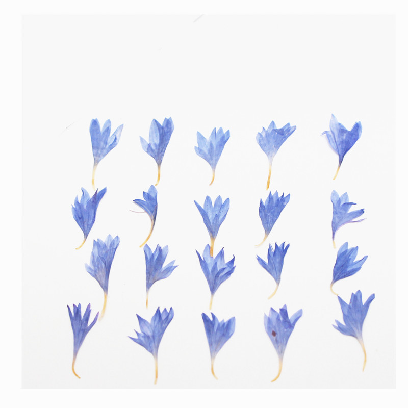 60pcs Mini Pressed Dried Flowe - Resin Art Baby ulasan dan harga