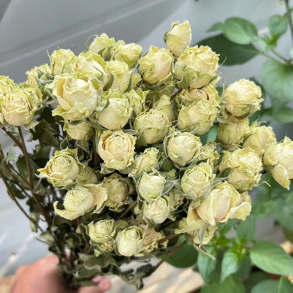 Natural Preserved Dried Rose F - Resin Art Rose ulasan dan harga
